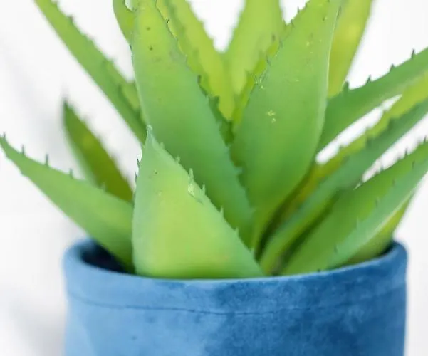 Apartament Seaside View - Gardenia Seaside *