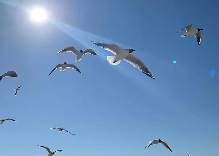 Seaside View - Gardenia Seaside Apartament *